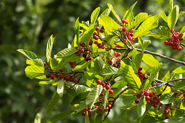 Birchleaf Buckthorn Frangula Betulifolia 
