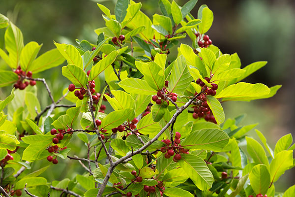 Birchleaf Buckthorn Frangula Betulifolia 