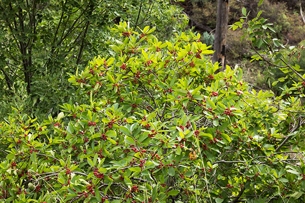 Birchleaf Buckthorn Frangula Betulifolia 