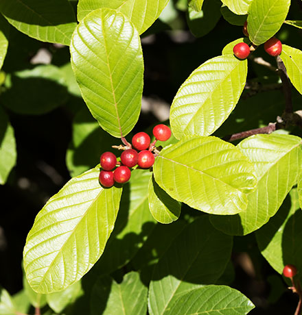 Birchleaf Buckthorn Frangula Betulifolia 