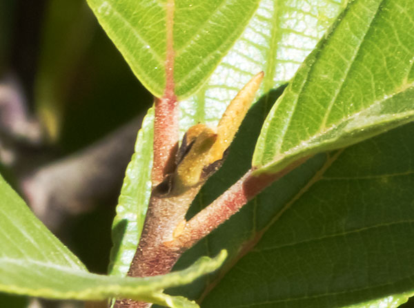 Birchleaf Buckthorn Frangula Betulifolia 