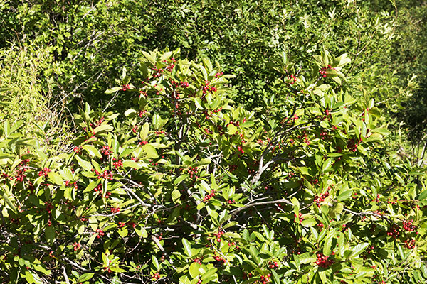 Birchleaf Buckthorn Frangula Betulifolia 