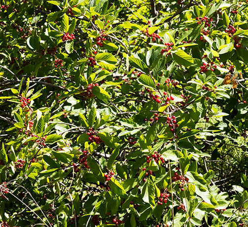 Birchleaf Buckthorn Frangula Betulifolia 