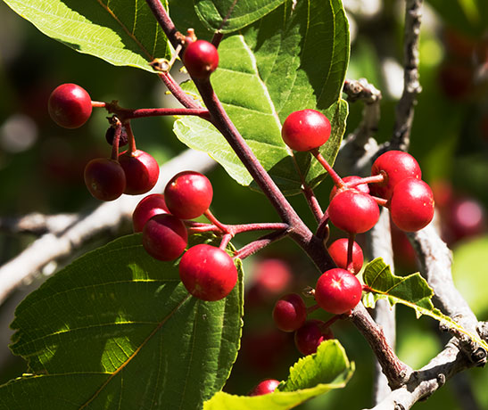 Birchleaf Buckthorn Frangula Betulifolia 