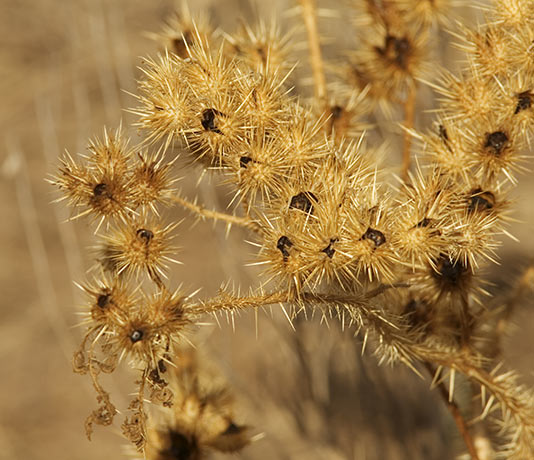 Buffalo Bur Solanum rostratum