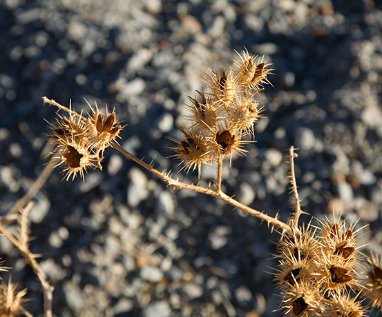 Buffalo Bur Solanum rostratum dried seed pods