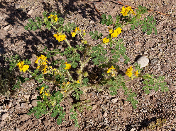 Buffalo Bur Solanum rostratum 
