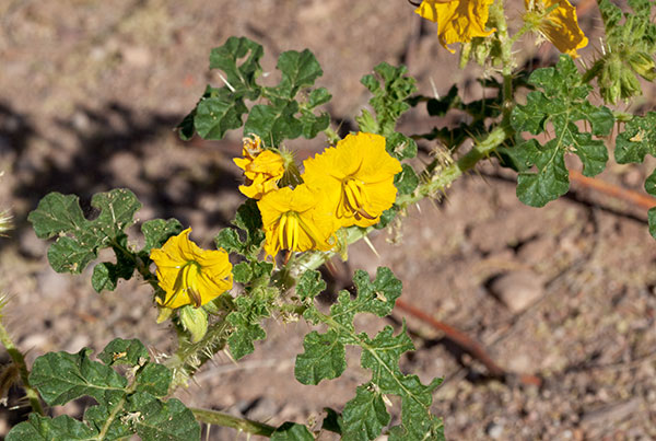 Buffalo Bur Solanum rostratum 