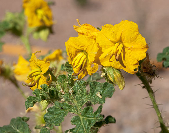 Buffalo Bur Solanum rostratum 