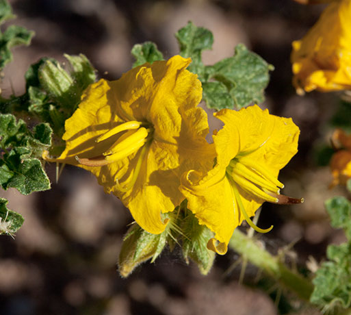 Buffalo Bur Solanum rostratum 