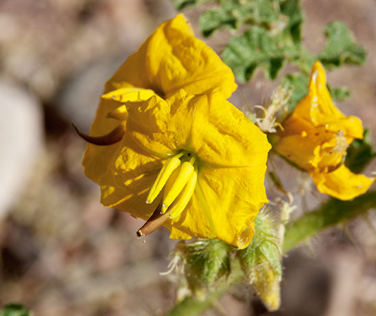Buffalo Bur Solanum rostratum 