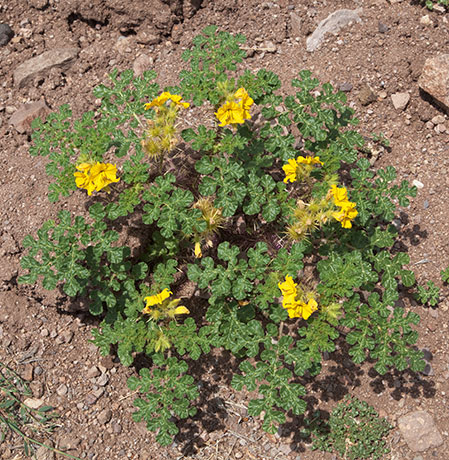 Buffalo Bur Solanum rostratum 