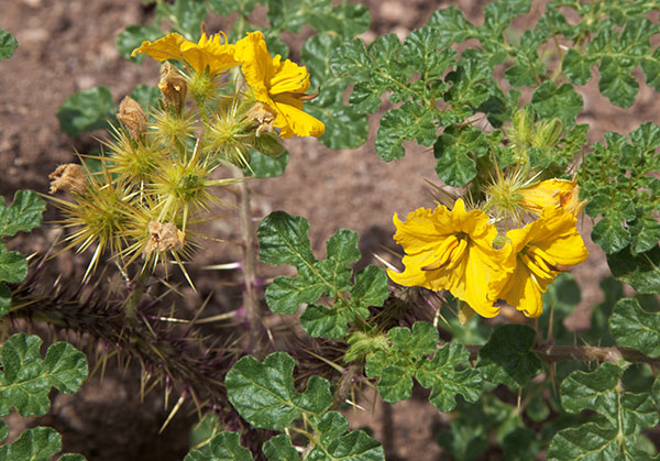 Buffalo Bur Solanum rostratum 