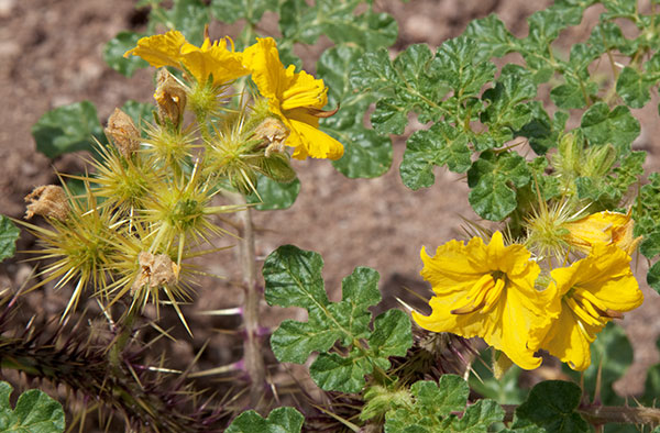 Buffalo Bur Solanum rostratum 