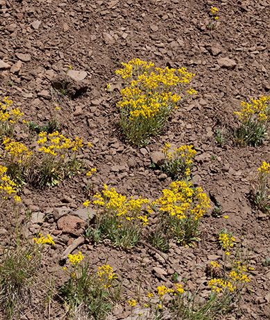 Butterweed species unknown Senecia 