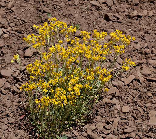 Butterweed species unknown Senecia 