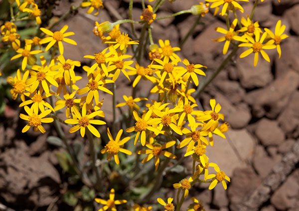 Butterweed species unknown Senecia 