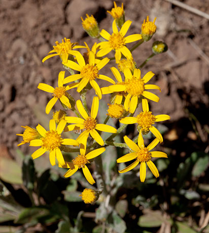 Butterweed species unknown Senecia 