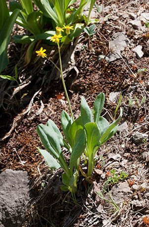 Wooton's Butterweed Senecia wootonii  
