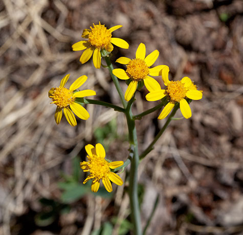 Wooton's Butterweed Senecia wootonii  