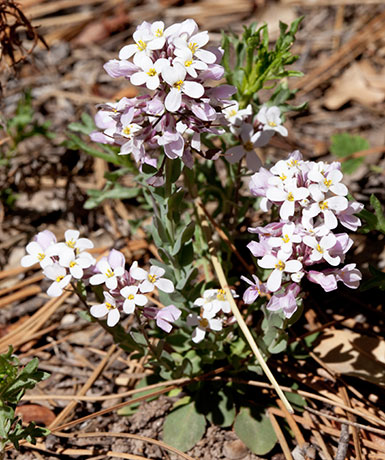 Wild Candytuff Noccaea fendleri  