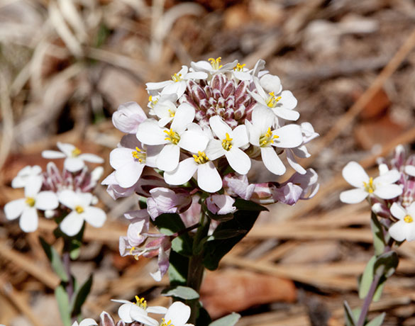 Wild Candytuff Noccaea fendleri  