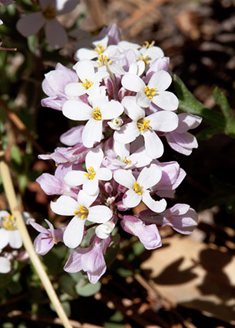 Wild Candytuff Noccaea fendleri  