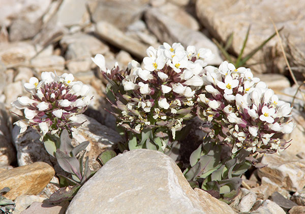 Wild Candytuff Noccaea fendleri  