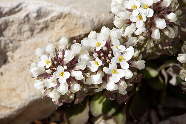 Wild Candytuff Noccaea fendleri  