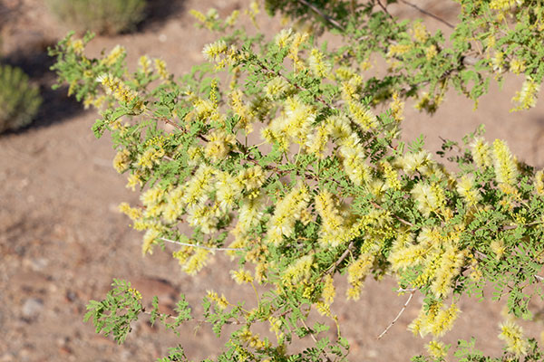 Catclaw Acacia Acacia greggii Arizona Catclaw 