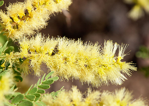 Catclaw Acacia Acacia greggii Arizona Catclaw 