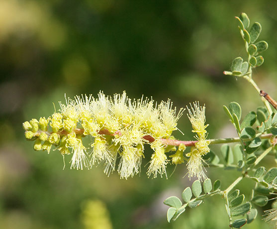 Catclaw Acacia Acacia greggii Arizona Catclaw 