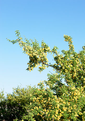 Catclaw Acacia Acacia greggii Arizona Catclaw 