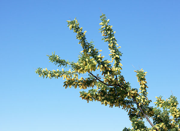 Catclaw Acacia Acacia greggii Arizona Catclaw 