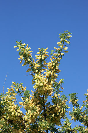 Catclaw Acacia Acacia greggii Arizona Catclaw 