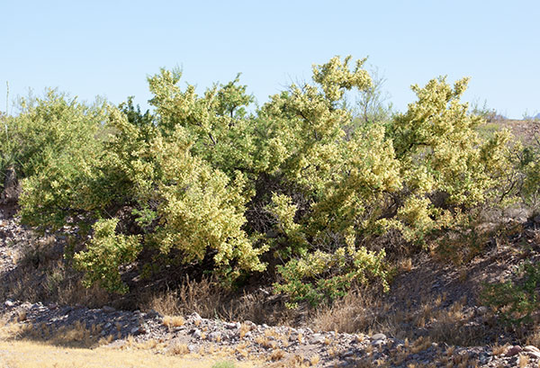 Catclaw Acacia Acacia greggii Arizona Catclaw 