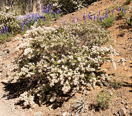 Fendler's Ceanothus Ceanothus fendleri 