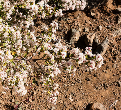 Fendler's Ceanothus Ceanothus fendleri 