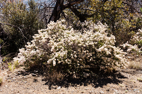 Fendler's Ceanothus Ceanothus fendleri 