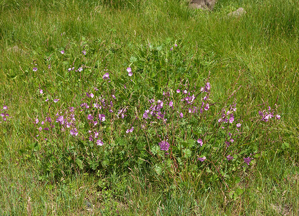 New Mexican Checkermallow Sidalcea neomexicana     