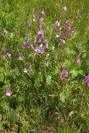 New Mexican Checkermallow Sidalcea neomexicana     