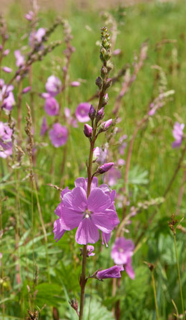 New Mexican Checkermallow Sidalcea neomexicana     