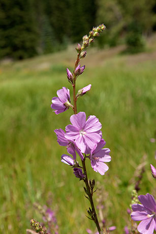 New Mexican Checkermallow Sidalcea neomexicana     