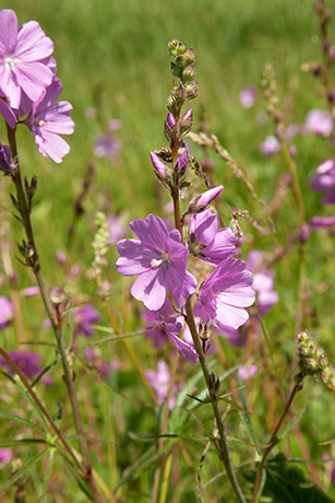 New Mexican Checkermallow Sidalcea neomexicana     