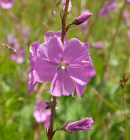 New Mexican Checkermallow Sidalcea neomexicana     