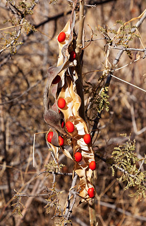 Chilicote Southwestern Coralbean Coral Bean Erythrina flabelliformis  