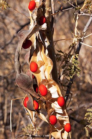 Chilicote Southwestern Coralbean Coral Bean Erythrina flabelliformis  