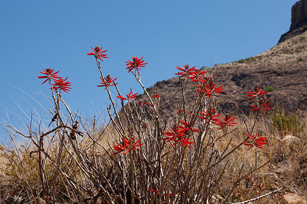Chilicote Southwestern Coralbean Coral Bean Erythrina flabelliformis  