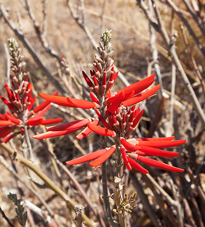 Chilicote Southwestern Coralbean Coral Bean Erythrina flabelliformis  