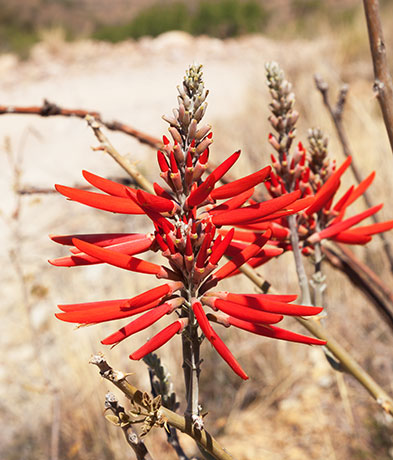 Chilicote Southwestern Coralbean Coral Bean Erythrina flabelliformis  